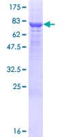 Human PM20D1 Protein (Recombinant GST)