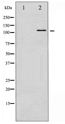 VCL / Vinculin Antibody (phospho-Tyr821)