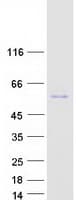 Human RTN4 / Nogo Protein (Recombinant Myc-DDK (Flag))