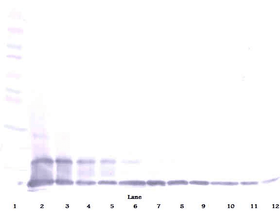CX3CL1 / Fractalkine Antibody