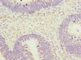 SPIN / SPIN1 Antibody