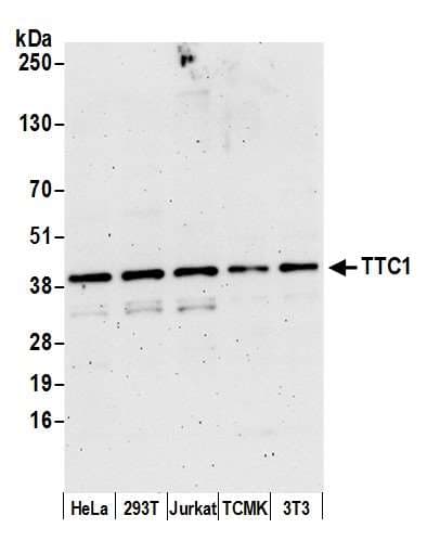 Polyclonal Rabbit anti-Human TTC1 Antibody (aa242-292, WB)