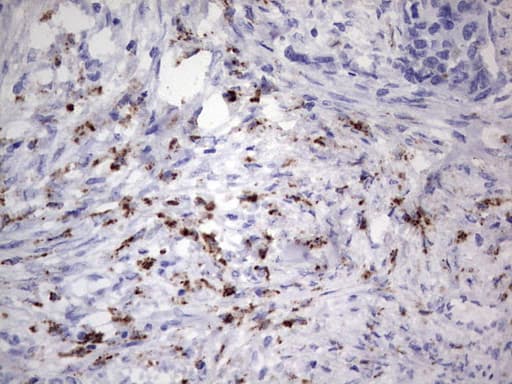Nor-1 / NR4A3 Antibody (aa332-626, clone OTI2E1)