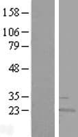 RWDD4A / RWDD4 Protein (Over-Expression Lysate Myc-DDK (Flag))
