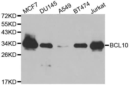 BCL10 / BCL-10 Antibody (aa1-233)