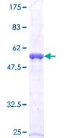 Human AES / Groucho Protein (Recombinant GST)