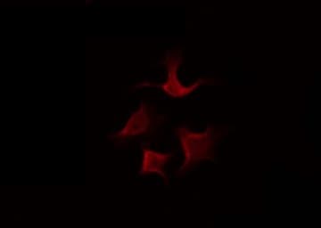 USP43 Antibody