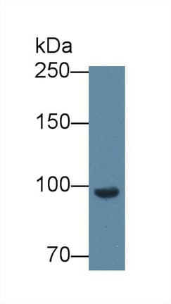 Polyclonal Rabbit anti-Mouse CFB / Complement Factor B Antibody (aa474-590, WB)