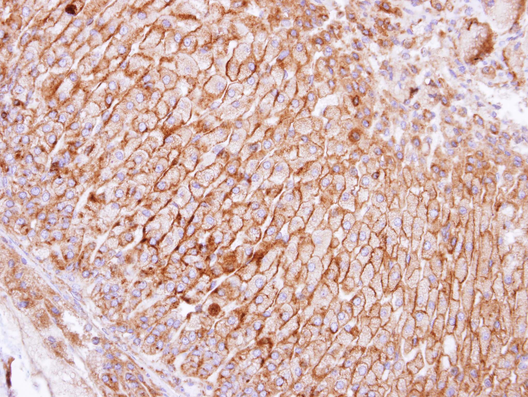 SCAMP3 Antibody (aa1-165)