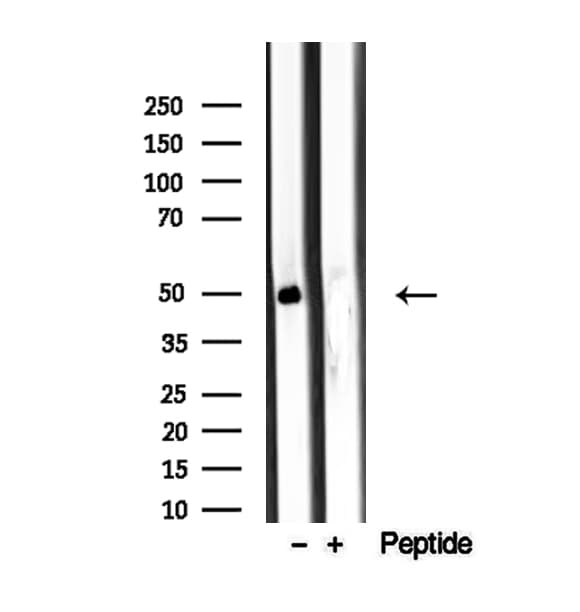 AZIN1 Antibody