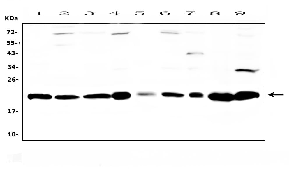 CBX3 / HP1 Gamma Antibody