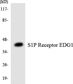 S1PR1 / EDG1 / S1P1 Antibody (aa183-232)