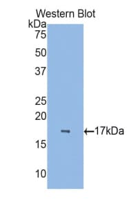 CRBPIV / RBP7 Antibody (aa1-134, Biotin)