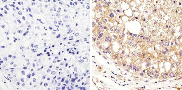 Alpha Tubulin Antibody (clone 236-10501, Biotin)