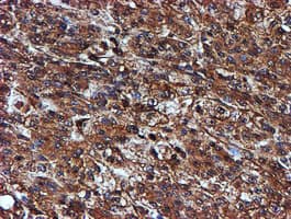 Endonuclease G / ENDOG Antibody (clone OTI5F1)