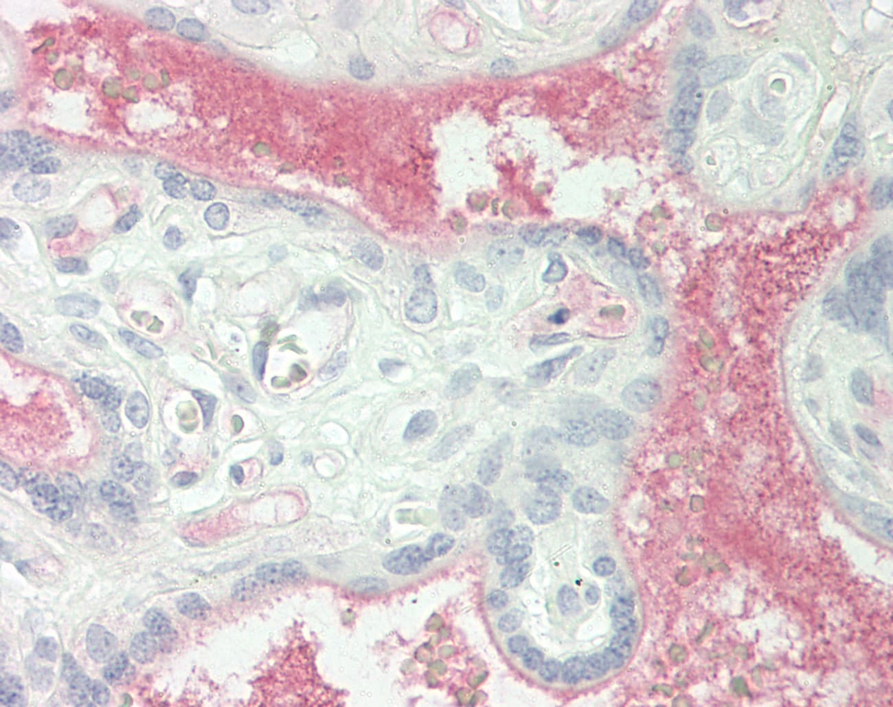 IHC-plus™ Monoclonal Mouse anti-Human Complement C1s Antibody (clone 4D9, IHC, WB)