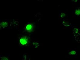 ID3 Antibody (clone OTI4D1)