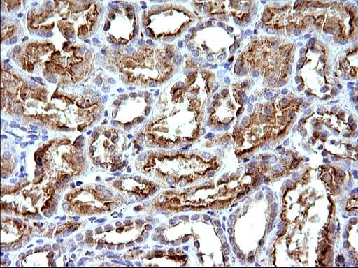 SCAMP2 Antibody (clone OTI2F1)