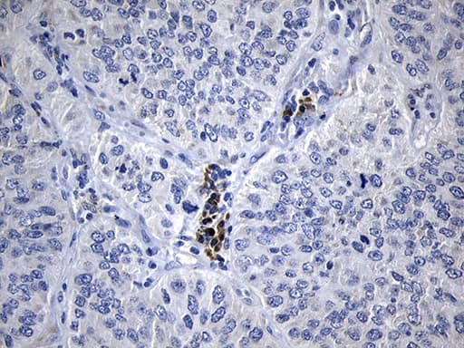 NAF-1 / CISD2 Antibody (clone OTI4F8, Carrier-free)