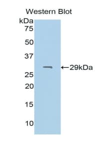 ODC1 / Ornithine Decarboxylase Antibody (aa15-259)