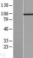 KCNQ5 Protein (Over-Expression Lysate Myc-DDK (Flag))