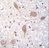 SPON1 / F-Spondin Antibody (aa15-43)
