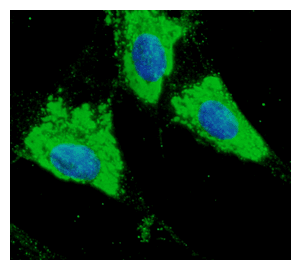 IHC-plus™ PDIA3 / ERp57 Antibody (C-Terminus)