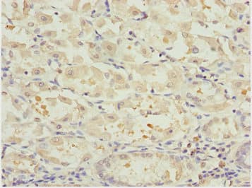 NLE1 Antibody
