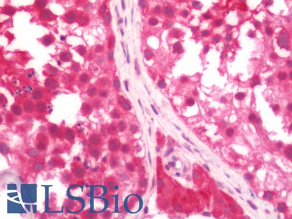 IHC-plus™ NAP1L5 Antibody