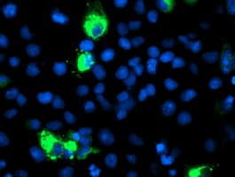CYP2J2 Antibody (clone OTI2A9, Carrier-free)