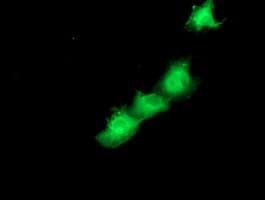SMS / Spermine Synthase Antibody (clone OTI5E5, Carrier-free)