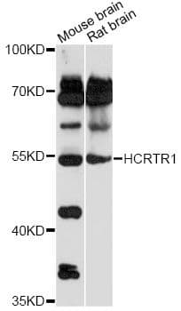OX1R / Orexin Receptor 1 Antibody