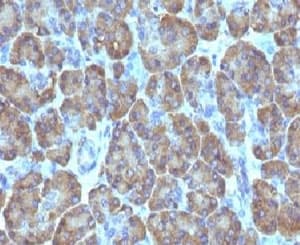 TOP1MT Antibody (clone TOP1MT/488)