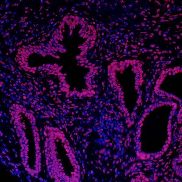 HIST1H3A Antibody (aa100-C-term)