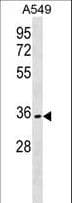 OR51B6 Antibody (aa244-271)