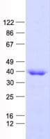 Human RALYL Protein (Recombinant His, N-Terminal)