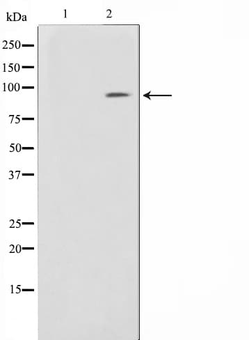 Polyclonal Rabbit anti-Human BCAR3 Antibody (IHC, IF, WB)