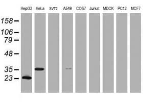 JUN / c-Jun Antibody (clone OTI3F2)