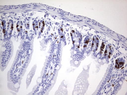 Monoclonal Rat anti-Human IdU / Iododeoxyuridine Antibody (clone 5B6, IHC)