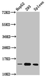 HIST1H2BN Antibody