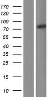 ANKHD1 Protein (Over-Expression Lysate Myc-DDK (Flag))