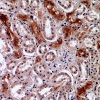 IHC-plus™ IPAF / NLRC4 Antibody
