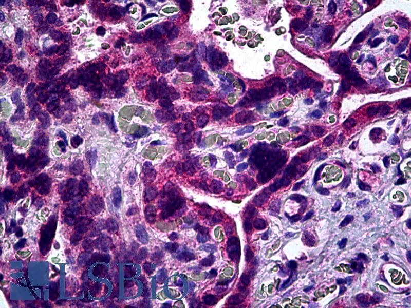 IHC-plus™ SIPR3 / EDG3 / S1P3 Antibody (clone 2G11)