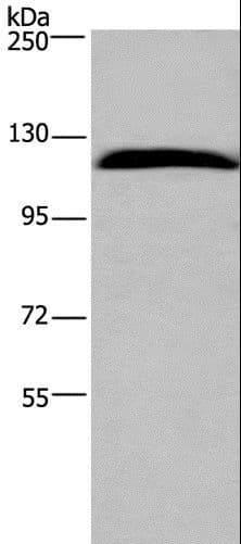 IPO7 / RANBP7 Antibody