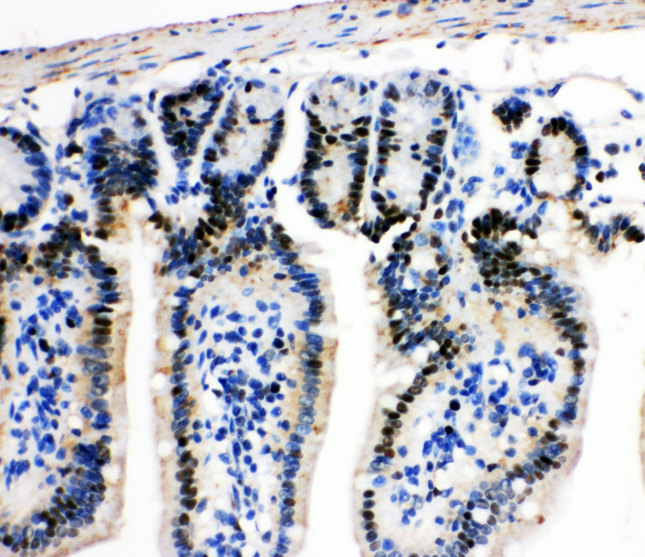 MCM2 Antibody (aa884-904)
