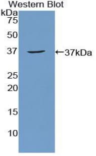 AATF Antibody (aa237-523)