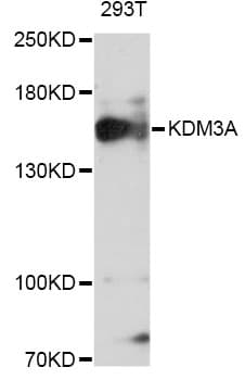 KDM3A / JMJD1A Antibody