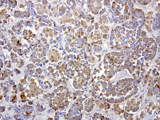 Monoclonal Mouse anti-Human MRPS34 Antibody (clone UMAB125, IHC, IF, WB)