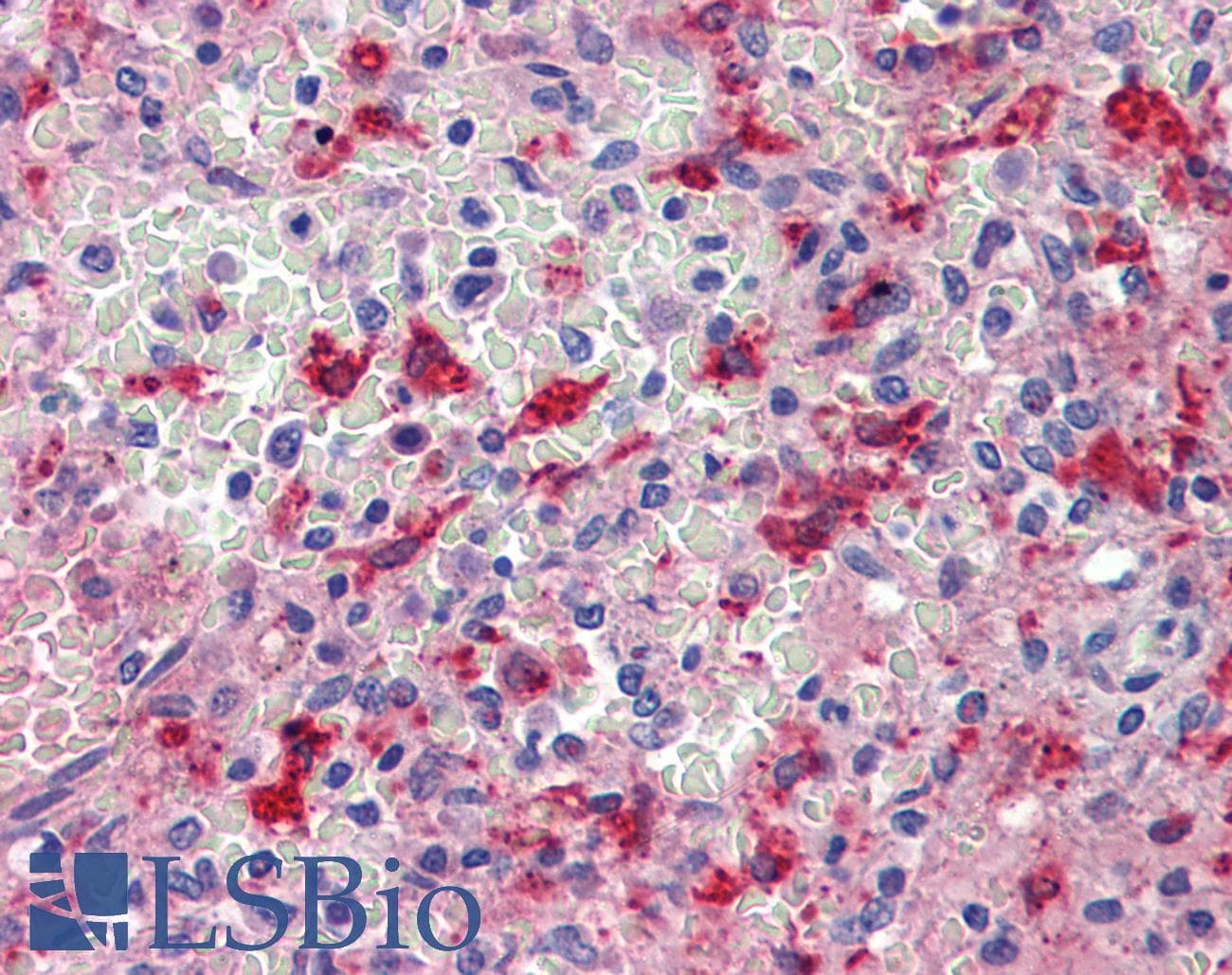 IHC-plus™ Polyclonal Rabbit anti-Rat HMOX1 / HO-1 Antibody (IHC, WB)
