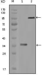 HCK Antibody (clone 3D12E10)